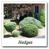 hedges